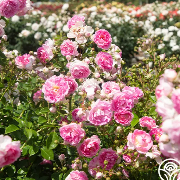 Heirloom Roses Arborose® Jasmina Online