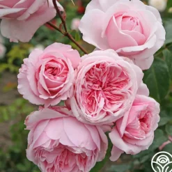 Heirloom Roses Arborose® Kiss Me Kate Discount
