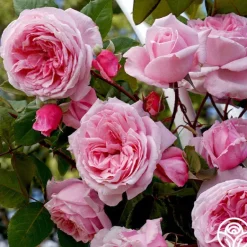 Heirloom Roses Arborose® Kiss Me Kate Discount