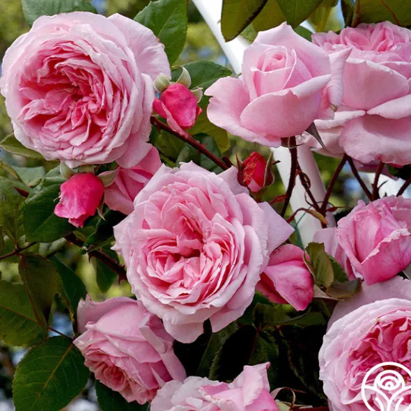 Heirloom Roses Arborose® Kiss Me Kate Discount
