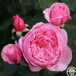 Heirloom Roses Arborose® Kiss Me Kate Discount