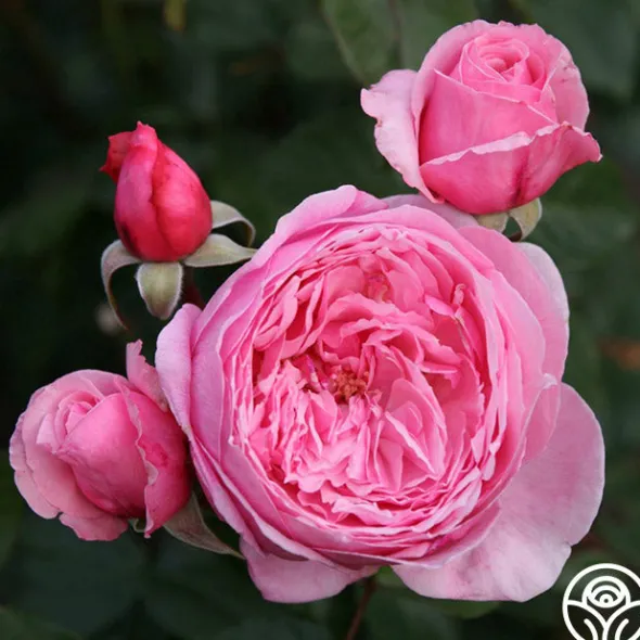 Heirloom Roses Arborose® Kiss Me Kate Discount