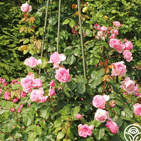 Heirloom Roses Arborose® Kiss Me Kate Discount