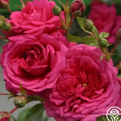 Heirloom Roses Arborose® Laguna Outlet