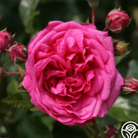Heirloom Roses Arborose® Laguna Outlet