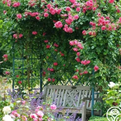 Heirloom Roses Arborose® Laguna Outlet