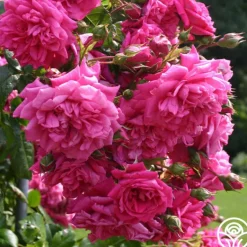 Heirloom Roses Arborose® Laguna Outlet