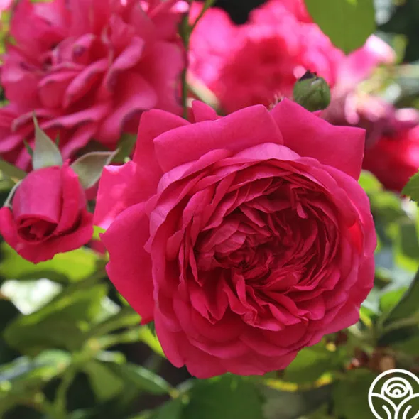 Heirloom Roses Arborose® Laguna Outlet