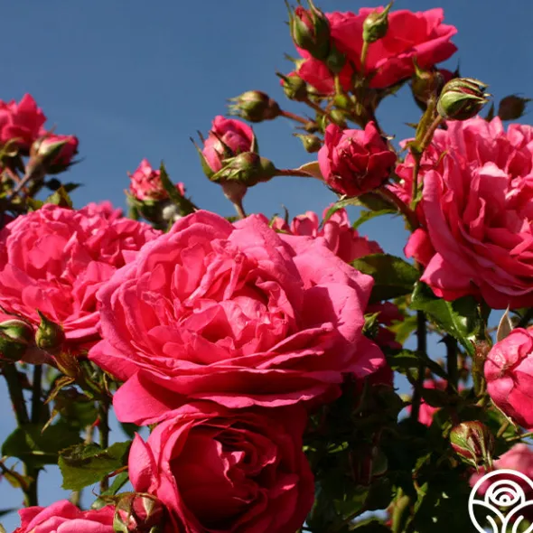 Heirloom Roses Arborose® Laguna Outlet
