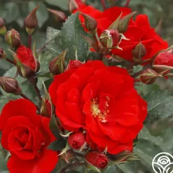 Heirloom Roses Arborose® Orange Flare™ Hot