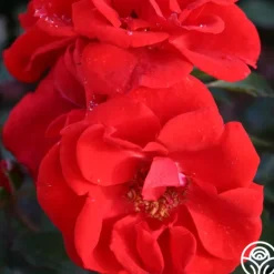 Heirloom Roses Arborose® Orange Flare™ Hot