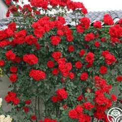 Heirloom Roses Arborose® Orange Flare™ Hot