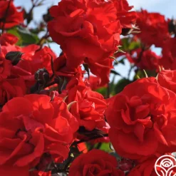 Heirloom Roses Arborose® Orange Flare™ Hot