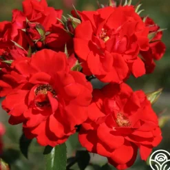 Heirloom Roses Arborose® Orange Flare™ Hot