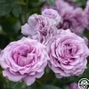 Heirloom Roses Arborose® Quicksilver Sale