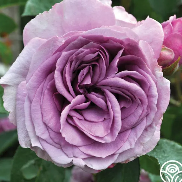 Heirloom Roses Arborose® Quicksilver Sale