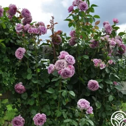 Heirloom Roses Arborose® Quicksilver Sale