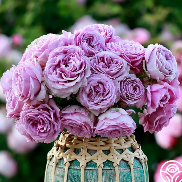 Heirloom Roses Arborose® Quicksilver Sale