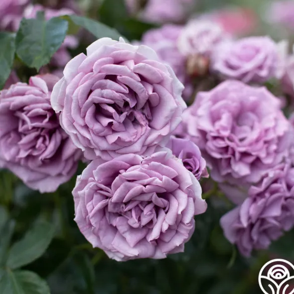 Heirloom Roses Arborose® Quicksilver Sale