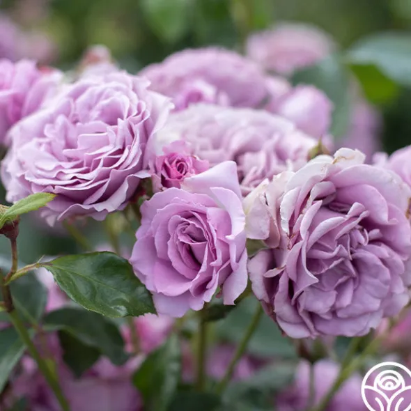 Heirloom Roses Arborose® Quicksilver Sale