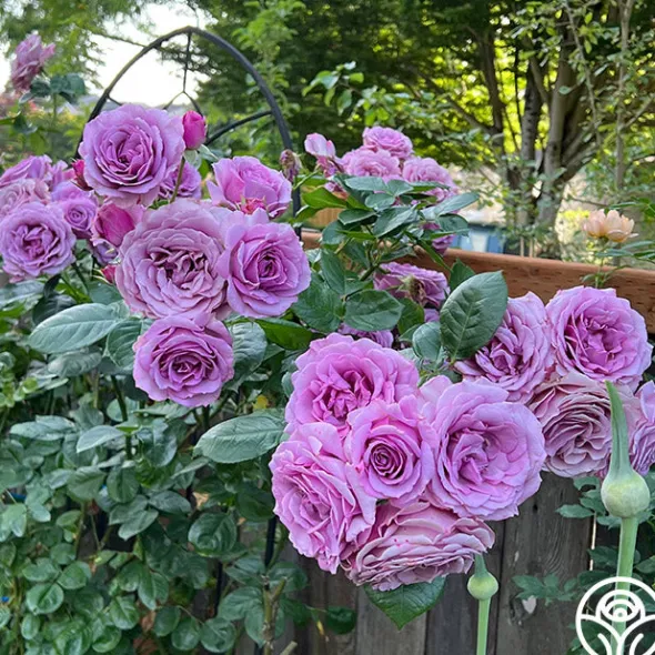 Heirloom Roses Arborose® Quicksilver Sale