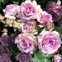 Heirloom Roses Arborose® Quicksilver Sale