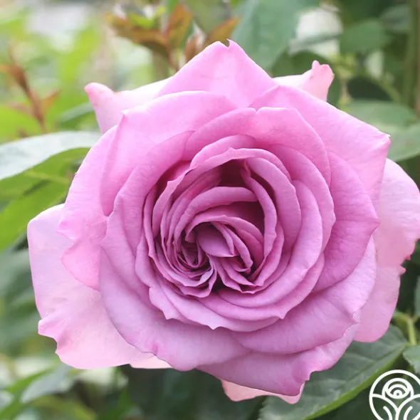 Heirloom Roses Arborose® Quicksilver Sale