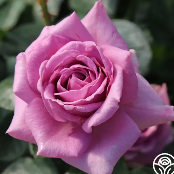 Heirloom Roses Arborose® Quicksilver Sale