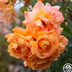 Heirloom Roses Arborose® Tangerine Skies Clearance