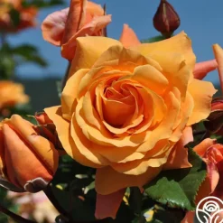 Heirloom Roses Arborose® Tangerine Skies Clearance