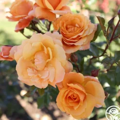 Heirloom Roses Arborose® Tangerine Skies Clearance
