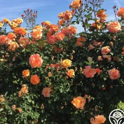 Heirloom Roses Arborose® Tangerine Skies Clearance