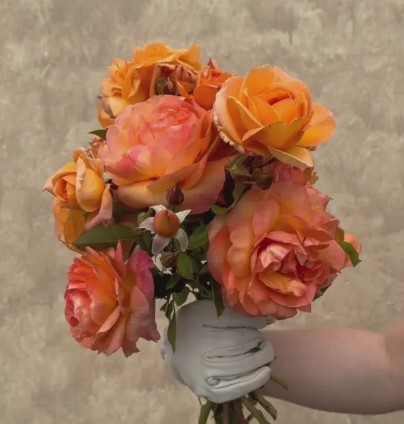 Heirloom Roses Arborose® Tangerine Skies Clearance
