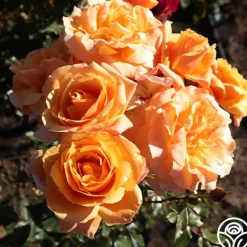 Heirloom Roses Arborose® Tangerine Skies Clearance