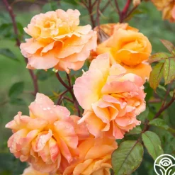 Heirloom Roses Arborose® Tangerine Skies Clearance