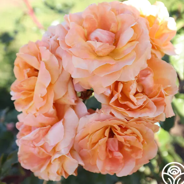 Heirloom Roses Arborose® Tangerine Skies Clearance