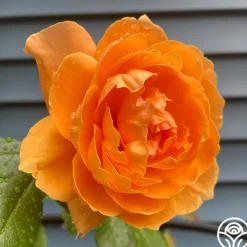 Heirloom Roses Arborose® Tangerine Skies Clearance