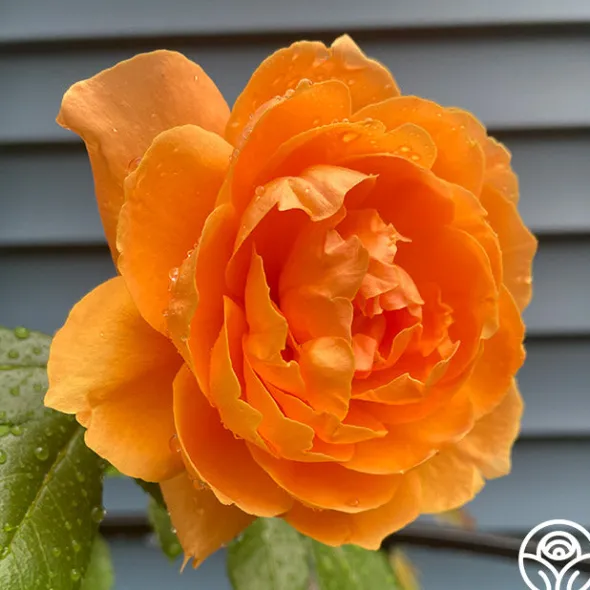 Heirloom Roses Arborose® Tangerine Skies Clearance