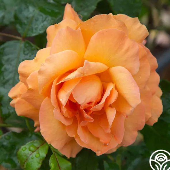 Heirloom Roses Arborose® Tangerine Skies Clearance