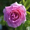 Heirloom Roses Arctic Blue™ Best