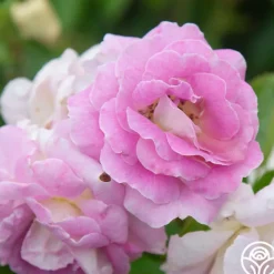 Heirloom Roses Arctic Blue™ Best