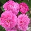 Heirloom Roses Ardoisée de Lyon Hot