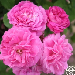 Heirloom Roses Ardoisée de Lyon Hot