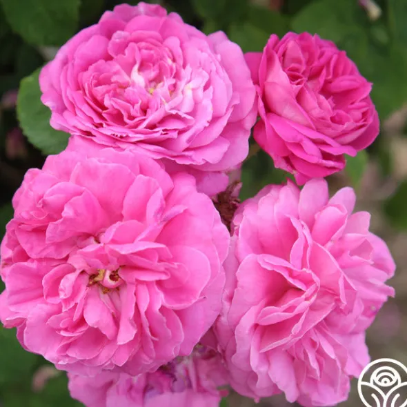 Heirloom Roses Ardoisée de Lyon Hot
