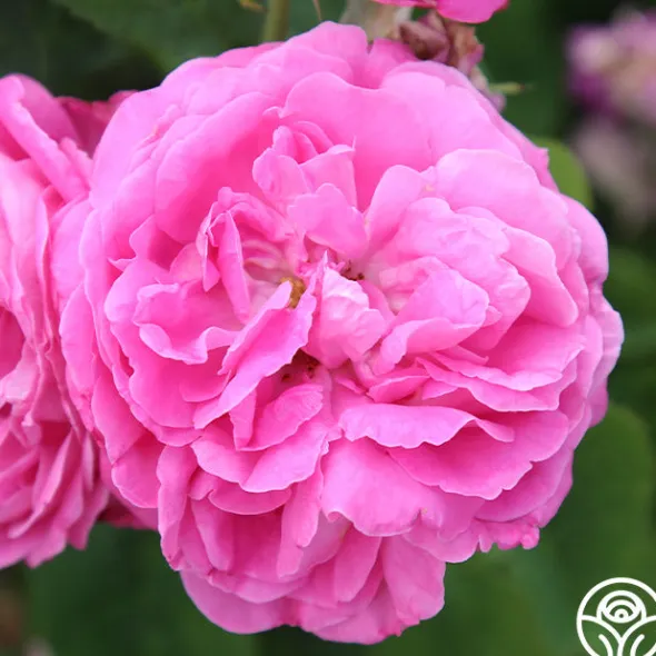 Heirloom Roses Ardoisée de Lyon Hot