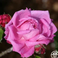 Heirloom Roses Ardoisée de Lyon Hot