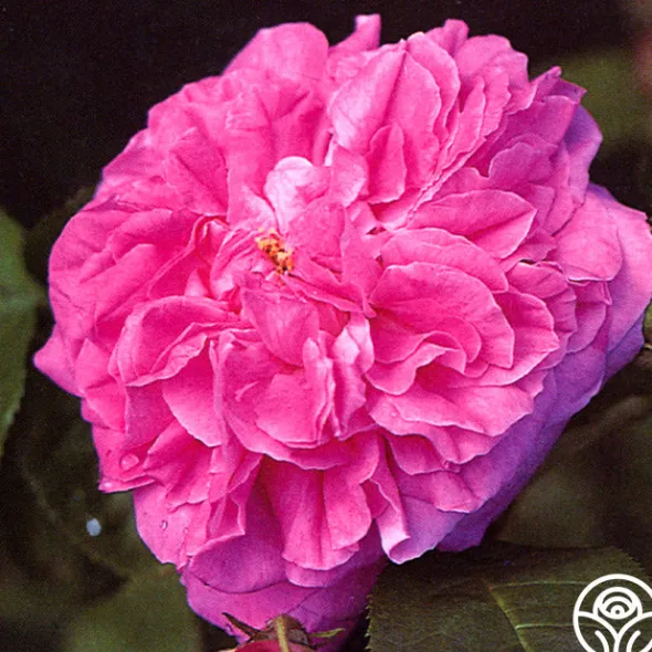Heirloom Roses Ardoisée de Lyon Hot