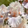 Heirloom Roses Are We In Love Clearance