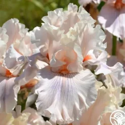 Heirloom Roses Are We In Love Clearance