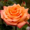 Heirloom Roses Arizona Discount
